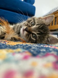 A cat showing predatory play behaviour